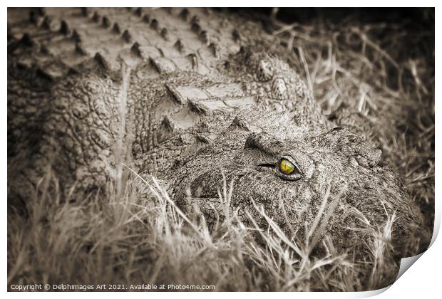 Scary crocodile close up, Zambeze river, Zambia Print by Delphimages Art