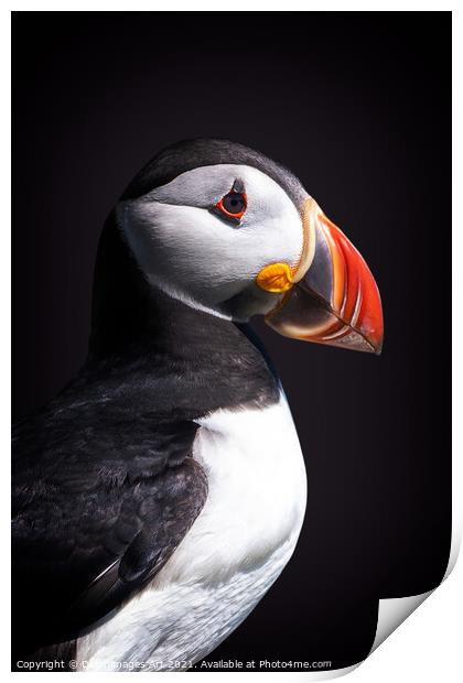 Atlantic puffin Print by Delphimages Art