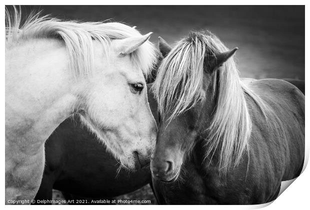 Icelandic horses friends, black and white Print by Delphimages Art