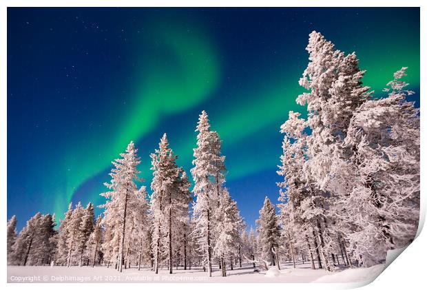Northern lights over snowy pine trees, Lapland Print by Delphimages Art