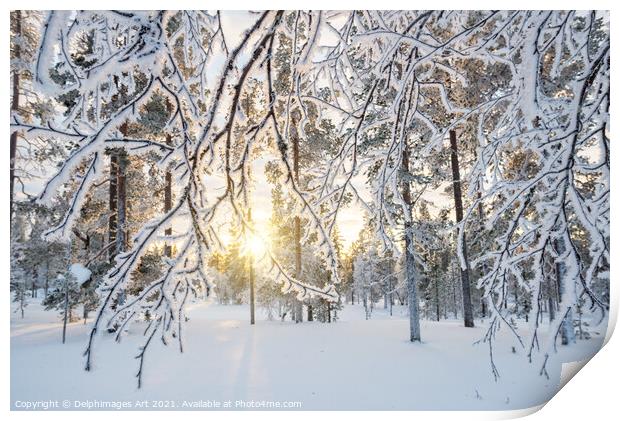 Lapland winter landscape. Sun and frozen trees Print by Delphimages Art