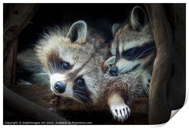 Raccoons. Cute animal babies Print by Delphimages Art