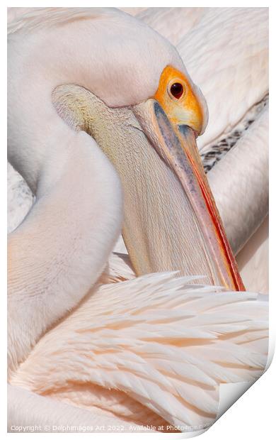 Pelican in Saint James park, London Print by Delphimages Art