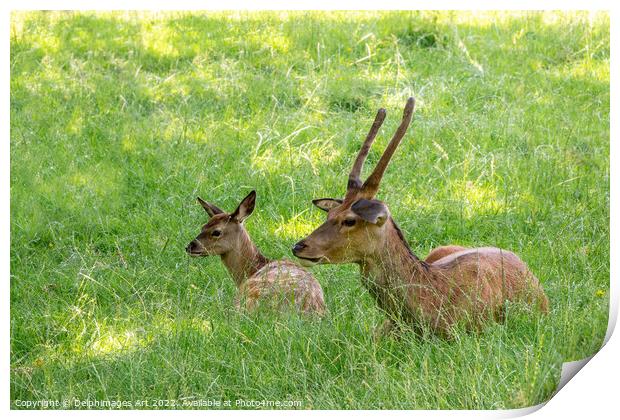 Red deer and fawn portrait, Scotland Print by Delphimages Art
