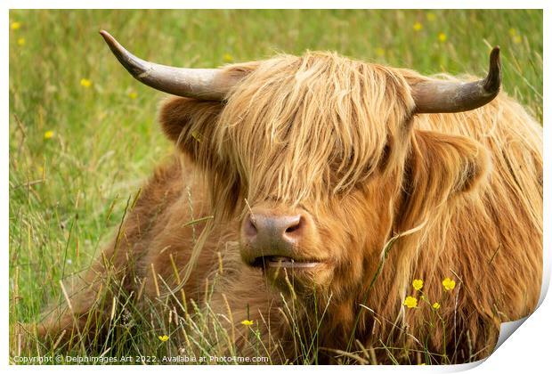 HIghland cow portrait, Scotland Print by Delphimages Art
