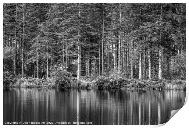 Pine tree reflections at Lochan near Glencoe, blac Print by Delphimages Art