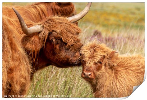 Highland cow and baby calf love portrait Print by Delphimages Art