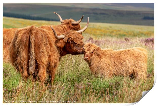 Highland cow and calf in Dartmoor, Devon Print by Delphimages Art