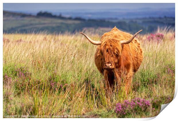 Highland cow in the moor in Dartmoor, Devon Print by Delphimages Art