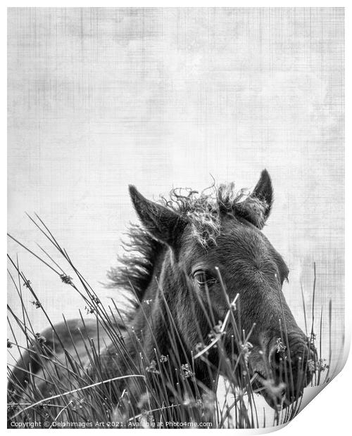 Dartmoor pony foal, black and white  Print by Delphimages Art