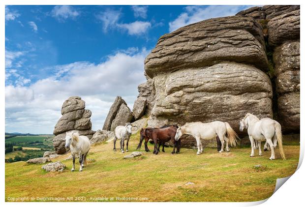 Herd of Dartmoor Ponies near Saddle Tor, Devon Print by Delphimages Art