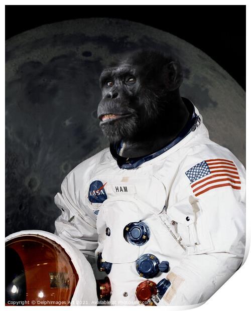 Astronaut chimp portrait Print by Delphimages Art