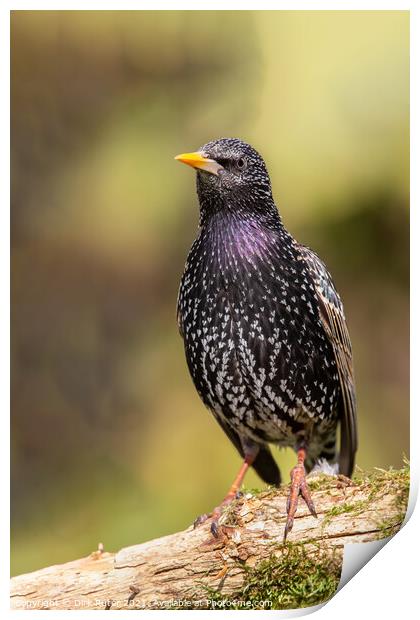 Common starling (Sturnus vulgaris) Print by Dirk Rüter