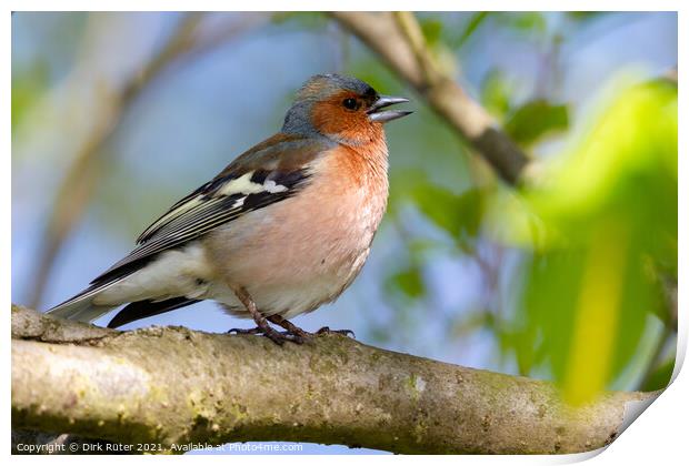 Common Chaffinch (Fringilla coelebs) Print by Dirk Rüter