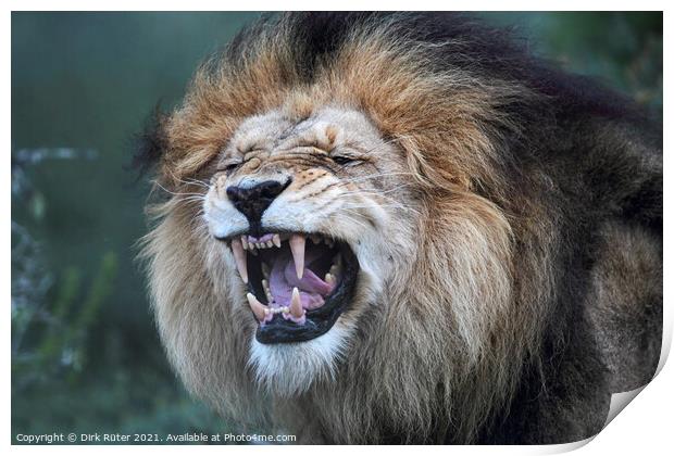 Lion (Panthera leo) Print by Dirk Rüter