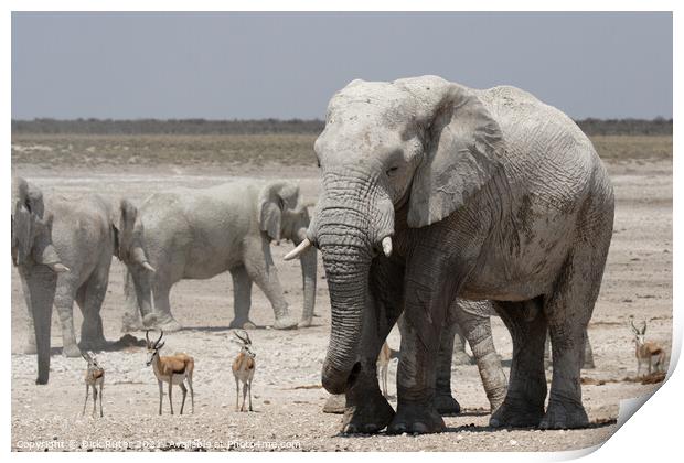 Elephants and Springbok Print by Dirk Rüter