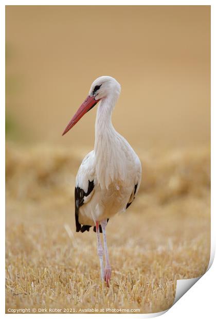 White Stork (Ciconia ciconia) Print by Dirk Rüter