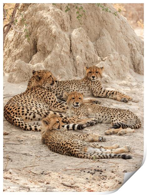 Cheetahs in the Okavango Delta Print by Dirk Rüter
