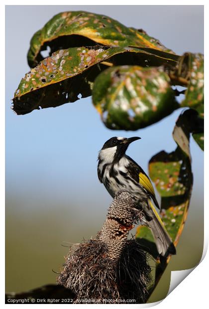 White-cheeked Honeyeater (Phylidonyris niger) Print by Dirk Rüter