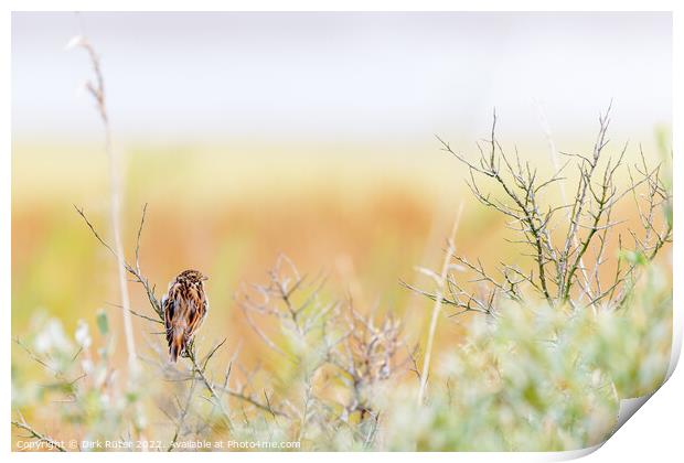 Common reed bunting (Emberiza schoeniclus) Print by Dirk Rüter