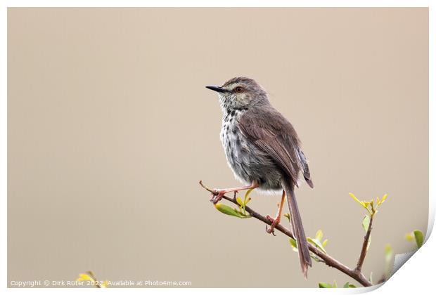 Karoo Prinia (Prinia maculosa) Print by Dirk Rüter