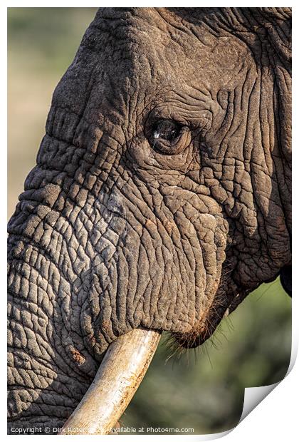 African Elephant (Loxodonta africana) Print by Dirk Rüter