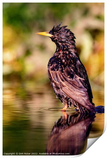 European starling (Sturnus vulgaris) Print by Dirk Rüter