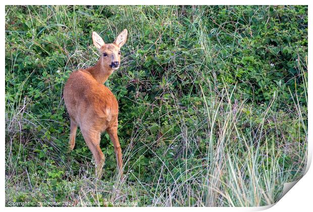 European roe deer (Capreolus capreolus) Print by Dirk Rüter