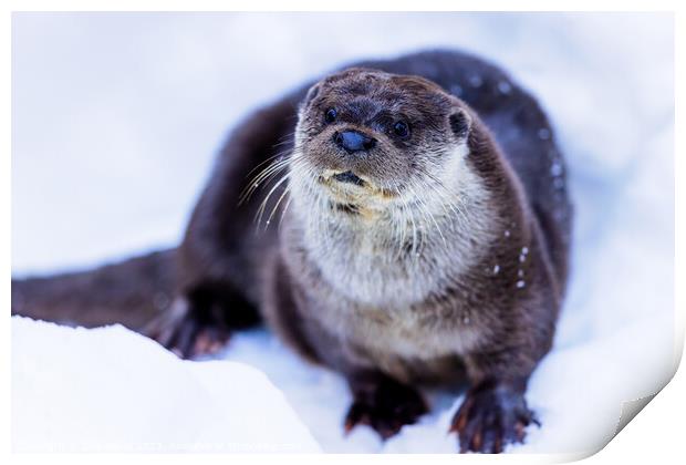 Eurasian otter (Lutra lutra) Print by Dirk Rüter