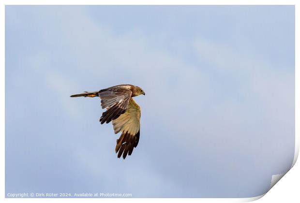 Western marsh harrier (Circus aeruginosus) Print by Dirk Rüter