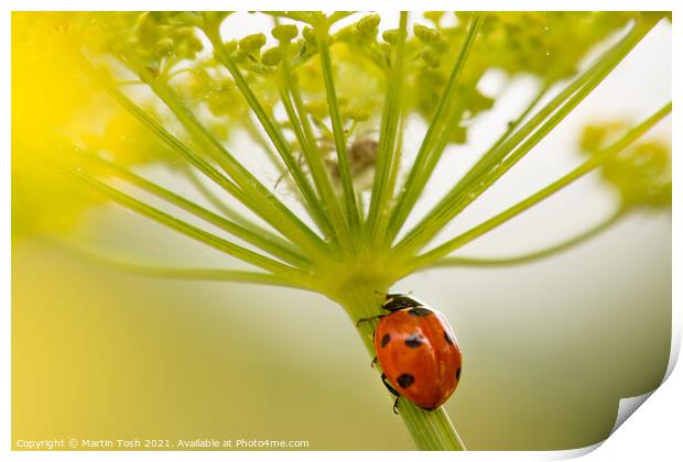 Into the lair. ladybird on fennel stem Print by Martin Tosh