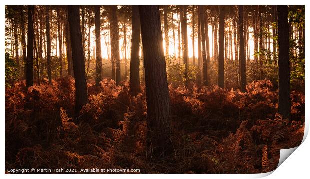 Thetford Forest i Print by Martin Tosh