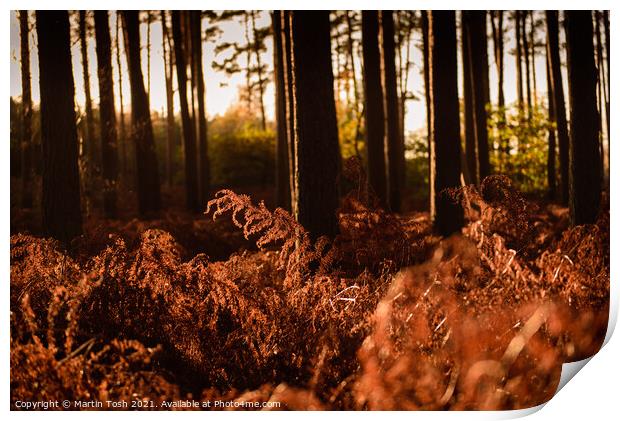 Sunrise through pines and bracken Print by Martin Tosh