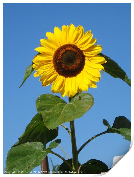 Sunflower against sky Print by Christine Birch