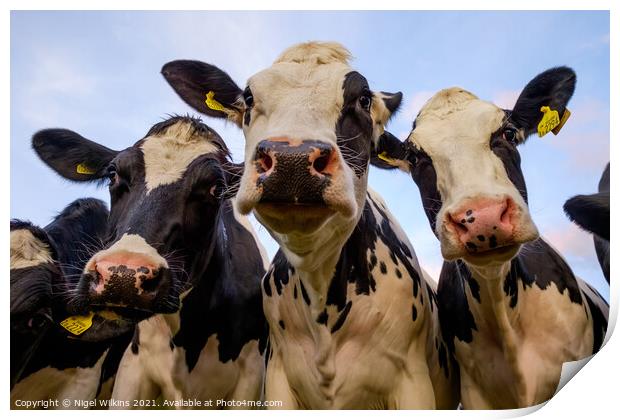 Cows nose Print by Nigel Wilkins