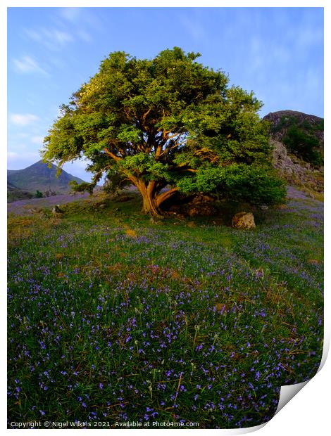 Rannerdale Bluebells Print by Nigel Wilkins