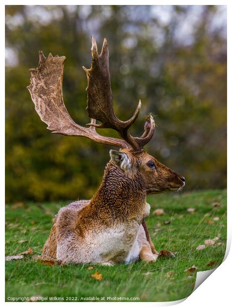 Fallow Deer Buck Print by Nigel Wilkins