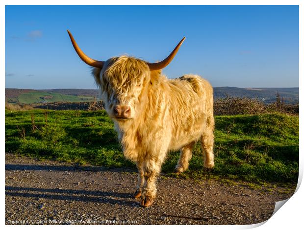 Highland Cow Print by Nigel Wilkins