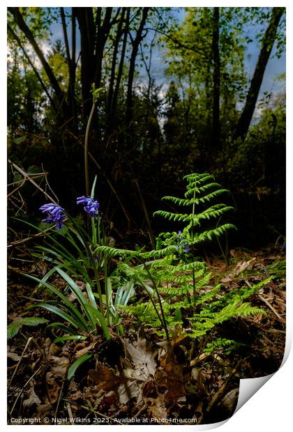 Springtime in the Woods Print by Nigel Wilkins