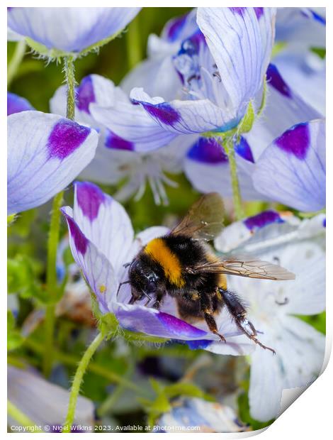 Garden Bumblebee Print by Nigel Wilkins
