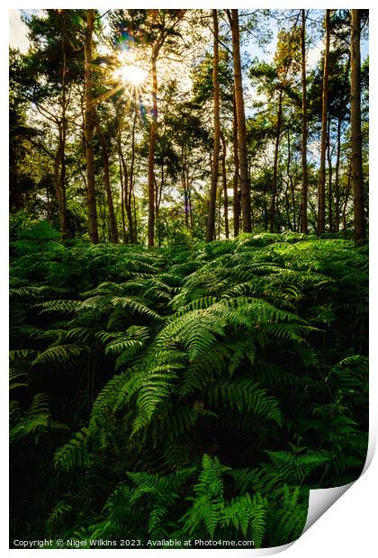 Ferns in the late afternoon Sunshine Print by Nigel Wilkins