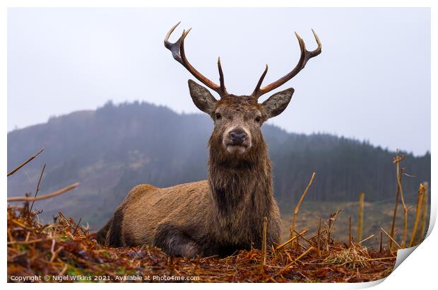 Red Deer Stag, Scottish Highlands Print by Nigel Wilkins