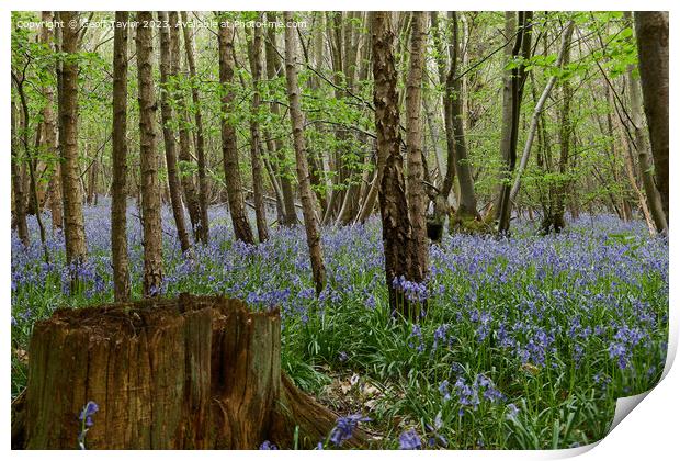 Bluebells in Chalkney Woods Print by Geoff Taylor