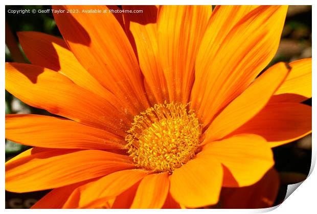 Orange daisy Print by Geoff Taylor