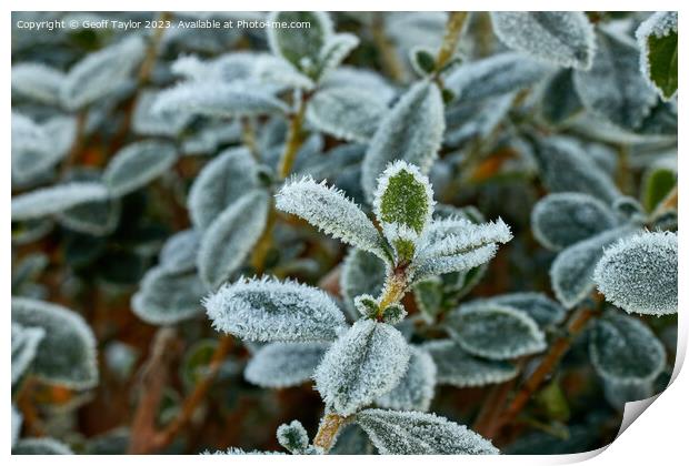 Frosty leave Print by Geoff Taylor