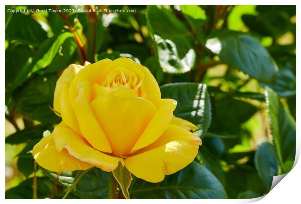 Yellow rose Print by Geoff Taylor