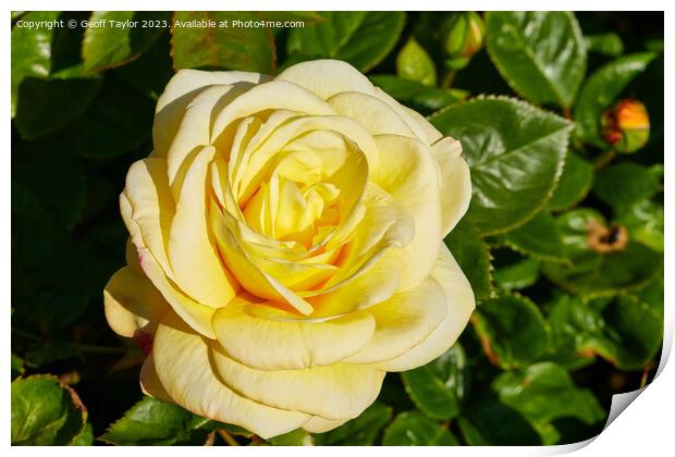 Pale yellow rose Print by Geoff Taylor