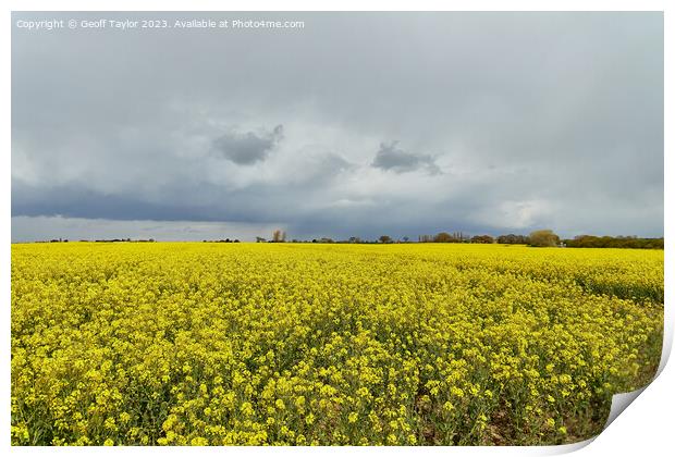 Oil seed rape Print by Geoff Taylor