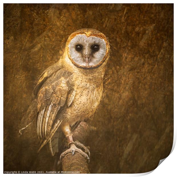 Barn owl in a fine art style Print by Linda Webb