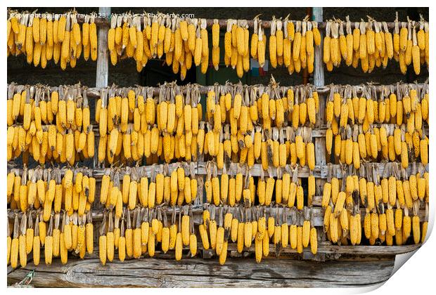 Corn cobs maize hanging out to dry  Print by Ian Murray
